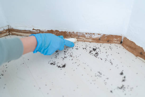Best Termite Control Services  in Speers, PA